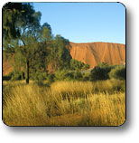 Uluru NT Sydney 4u