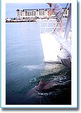 Temptation Sailing - Accommodation Sydney 1