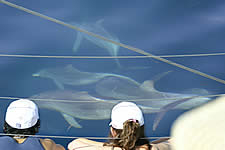 Temptation Sailing - Accommodation Sydney 2