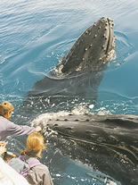 Storeyline Tours - Sydney Resort 1