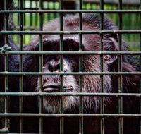 Rockhampton Zoo - Accommodation Sydney