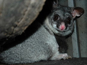 Bunbury Wildlife Park - Accommodation Sydney 2