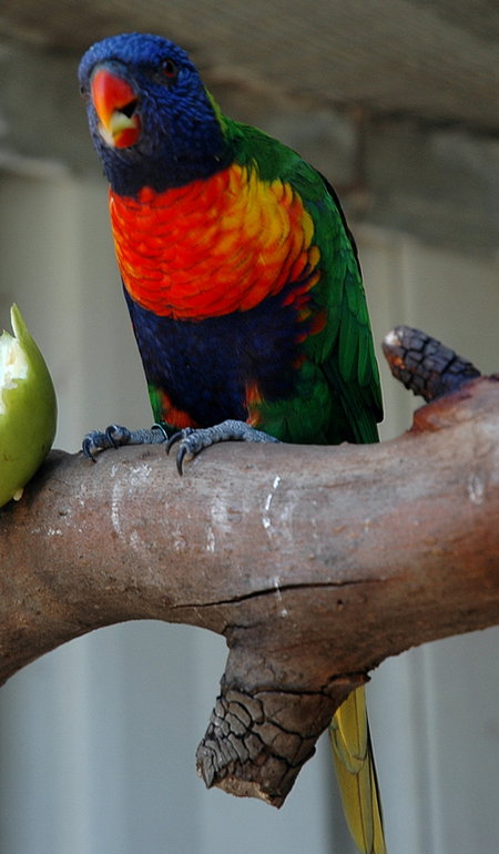 Bunbury Wildlife Park - Accommodation Sydney 3