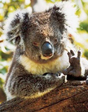 Cudlee Creek SA Sydney Resort