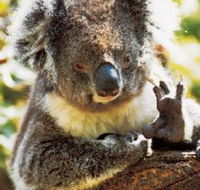 Gorge Wildlife Park - Accommodation Sydney