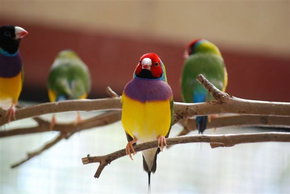 Kyabram Fauna Park - Sydney Resort 1