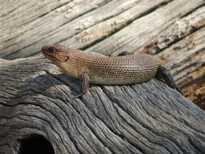 Kyabram Fauna Park - Sydney Resort 2