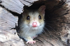 Kyabram Fauna Park - Sydney Resort 3