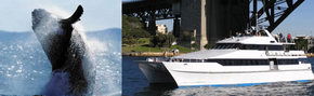 Prestige Harbour Cruises - Accommodation Sydney 3