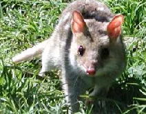 Urimbirra Wildlife Park - Sydney 4u 0
