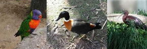 Urimbirra Wildlife Park - Sydney 4u 2