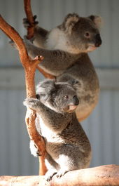 Waterways Wildlife Park - Sydney Resort 1
