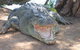Wyndham Zoological Gardens And Crocodile Park - thumb 2