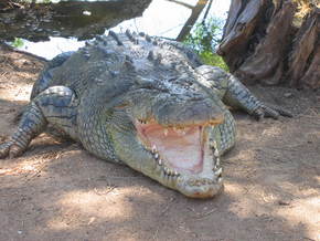 Wyndham Zoological Gardens And Crocodile Park - Sydney Resort 2