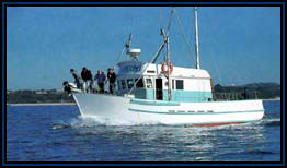 Polperro Dolphin Swims - Accommodation Sydney 2