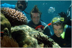 Dolphin Wild - Accommodation Sydney 1