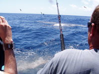 Downunder Charters - Sydney Resort 3