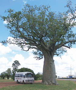 Kununurra Cruises - Sydney 4u 1