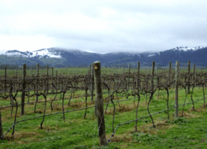 Kinloch Wines - Accommodation Sydney