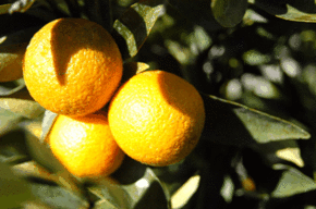 Kinloch Wines - Sydney Resort 1