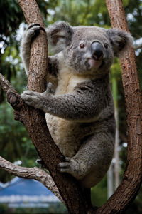Currumbin Wildlife Sanctuary - Accommodation Sydney 1