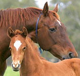Blue Gum Farm - Sydney 4u
