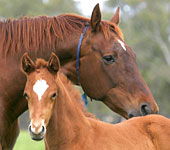 Blue Gum Farm - Sydney 4u 0