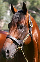 Blue Gum Farm - Sydney 4u 2
