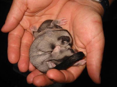 Cool Companions - Accommodation Sydney 0