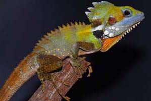 Cool Companions - Accommodation Sydney 2