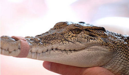 Cool Companions - Accommodation Sydney 3