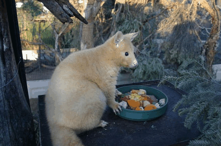 Caversham Wildlife Park - Sydney Resort 1