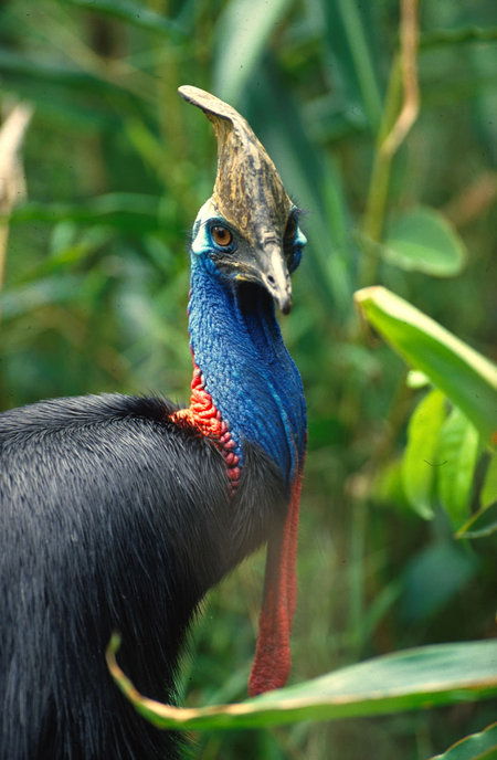 David Fleay Wildlife Park - Sydney 4u 0