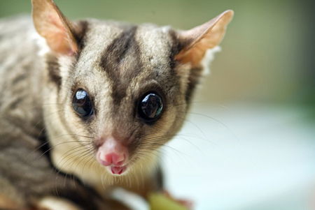 David Fleay Wildlife Park - Sydney 4u 1
