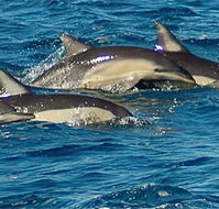 Dolphin Swim Australia - Accommodation Sydney