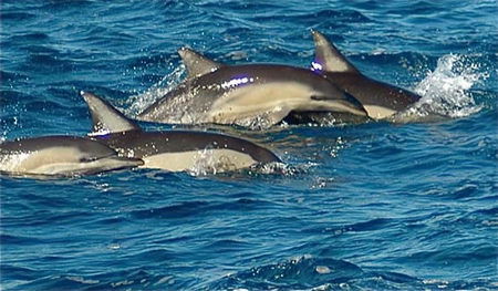 Dolphin Swim Australia - Accommodation Sydney 0