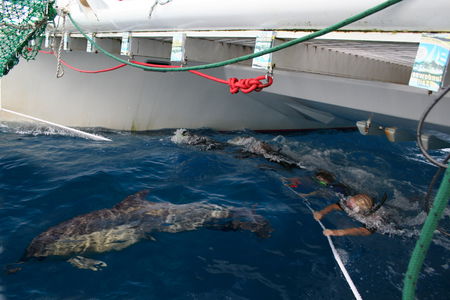 Dolphin Swim Australia - Accommodation Sydney 1