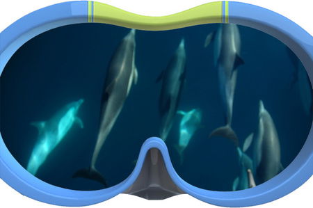 Dolphin Swim Australia - Accommodation Sydney 3