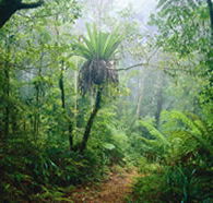 Lamington National Park and OReillys - Sydney 4u