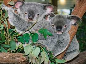 Kuranda Koala Gardens - Sydney 4u 2