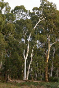 Heysen - The Cedars - Sydney 4u 2