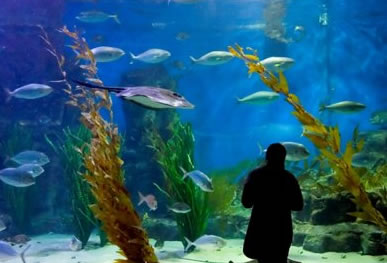 Melbourne Aquarium - Sydney Resort 0