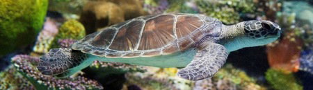 Melbourne Aquarium - Sydney Resort 1