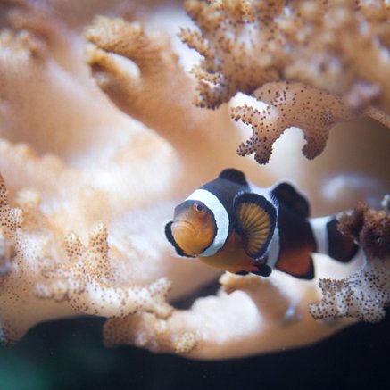 Melbourne Aquarium - Sydney Resort 2