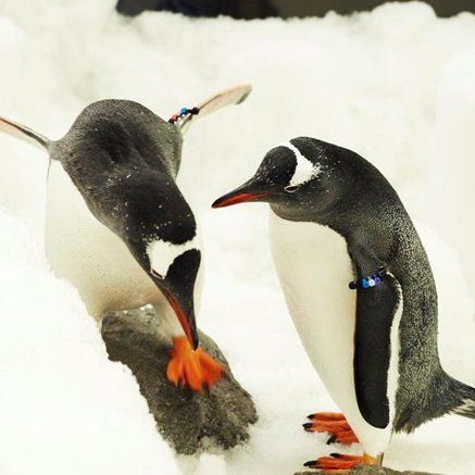 Melbourne Aquarium - Sydney Resort 3