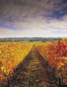 Melbourne And Surrounds VIC Accommodation Sydney