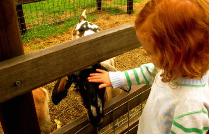 Collingwood Children's Farm - Accommodation Sydney 0