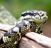 Reptile Encounters - Sydney 4u