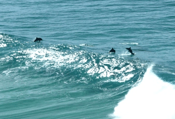 Beach Trekkers North Stradbroke Island - Accommodation Sydney 2