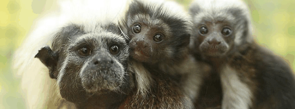 Alma Park Zoo - thumb 3